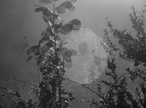 Spider web in morning mist, converted to black and white
