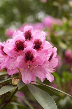 cluster of pink rhododendron blossoms with distinctive dark markings