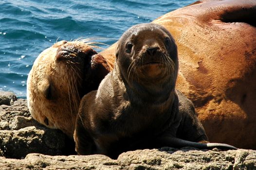 The wild nature of Sakhalin, sea of Okhotsk, eared seals