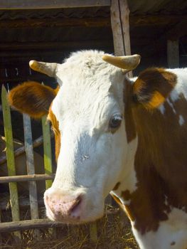 The image of the cow in a shelter in the spring