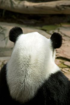 Panda in Chiang Mai zoo, Thailand, sitting with her back against us, showing off her characteristic panda ears. I guess she's tired of being watched.