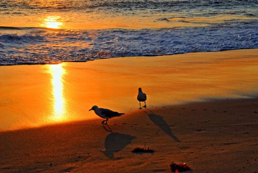 Gulls on the beach at sunset