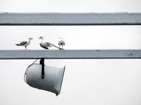 Seagulls arguing aggressively over a loudspeaker.