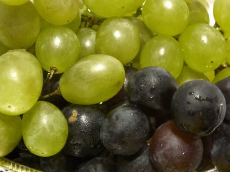 different grapes