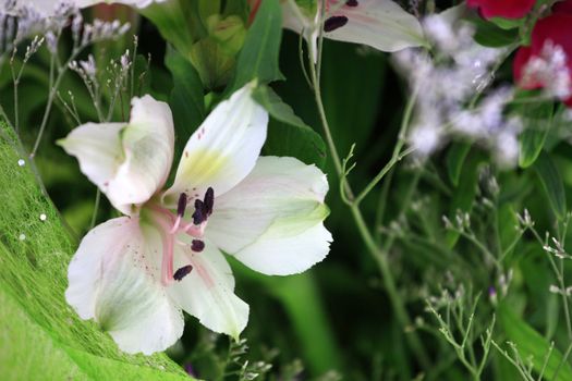 lily, bouquet, flower, white, grass, leaves, green