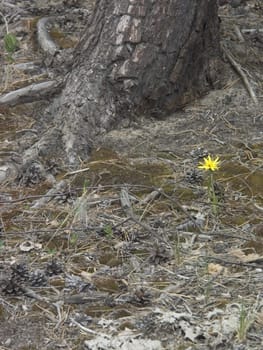 The image of a weak flower on a background of an old mighty tree
