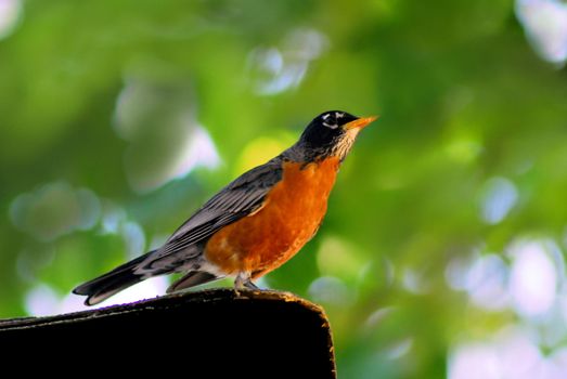 American red robin