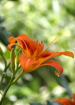 fresh orange lily in nature. Shallow DOF. Nice background