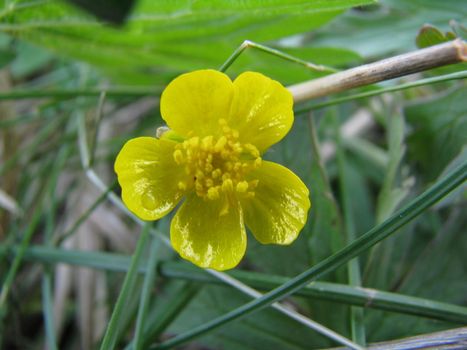 yellow flower on green grass