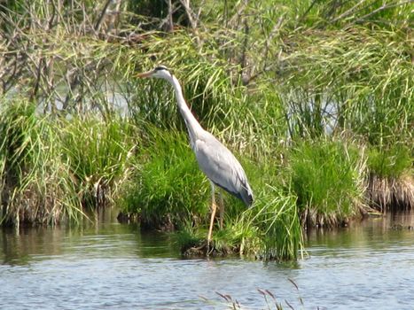 Grey heron in grass on lake