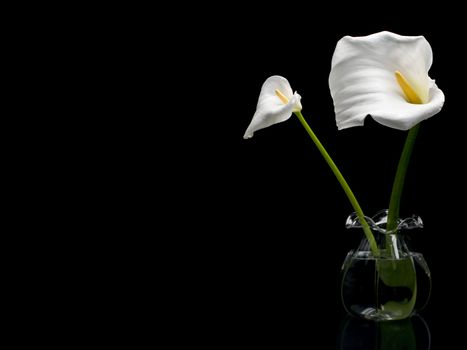 Two white callas isolated on black background