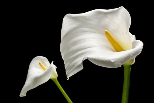 Two white callas close-up with water droplets. Isolated on black background