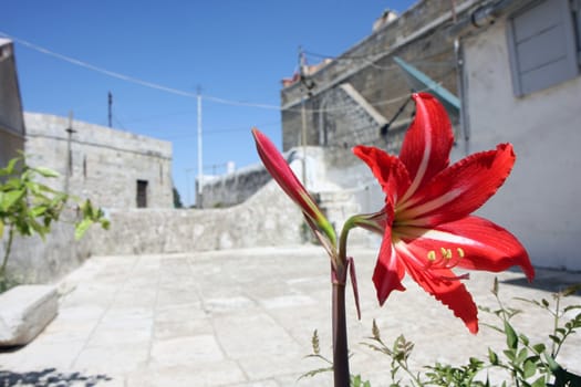 Red lily in the city view