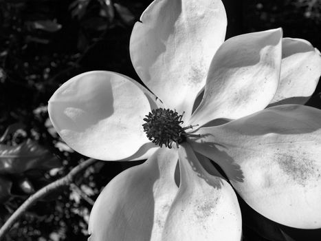 A magnolia bloom shown upclose in black and white
