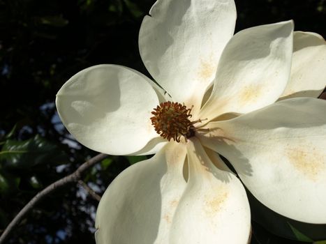 A closeup view of a magnolia tree flower