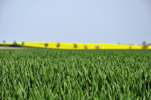 green grain stalks with rape field in the background
