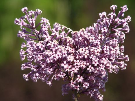 korean lilac, meyeri, Palibin 