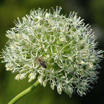 flower of ornamental white onion
