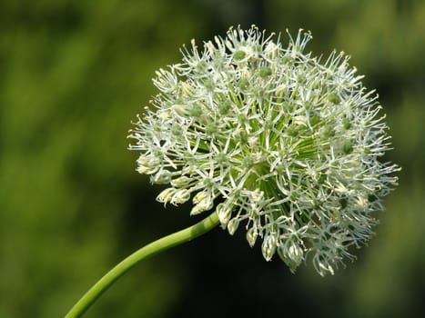 flower of white allium 
