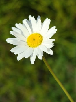 marguerite