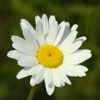 marguerite