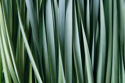 fresh blue-green leaves of daffodils suitable for a background