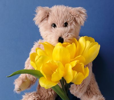 an old teddy bear holds a bouquet of fresh yellow tulips against a blue background
