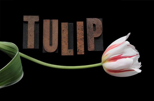 a red and white striped tulip with the word 'tulip' in wood letters on a black background