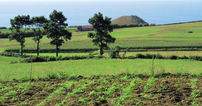 Landscape, Sao Miguel, The Azores Islands, Portugal