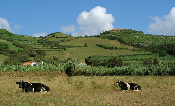 Landscape with cows, Sao Miguel, The Azores Islands, Portugal
