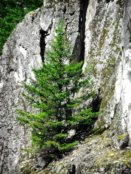 Lone Pine tre growing on a rocky mountain side in Oregon, USA.