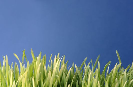 close-up of fresh grass with space for text on a blue background