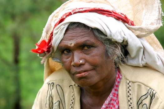 Beautiful portrait of an elderly lady working on the tea plantations of Sri lanka