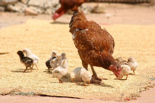 Chicken with baby chicks picking around at a market in Madagascar