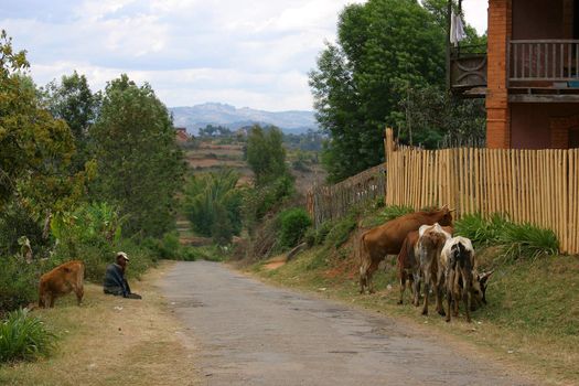 Along the road in Madagascar a man 'walks' his cows

