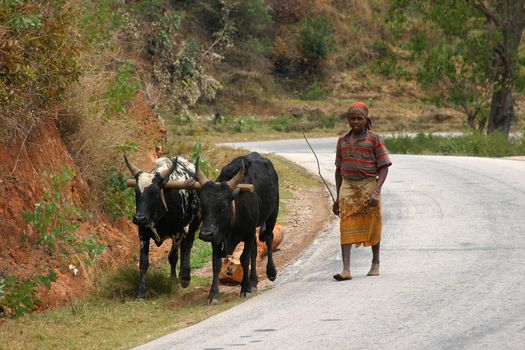 Man walking his two cows back home after a days work
