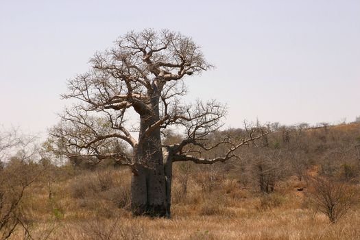 The famous Baobab tree in all it's glory