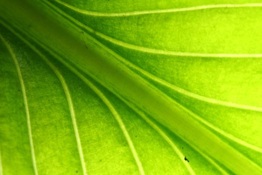 green leaf vein macro close up