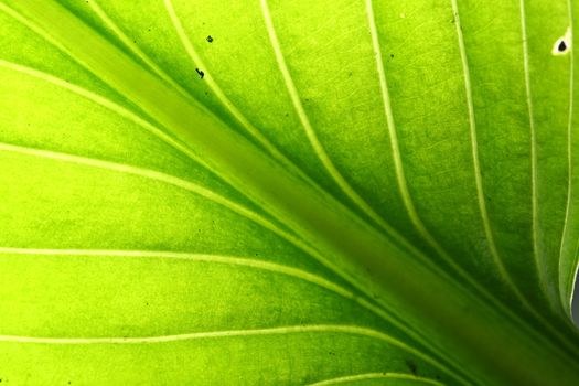 green leaf vein macro close up