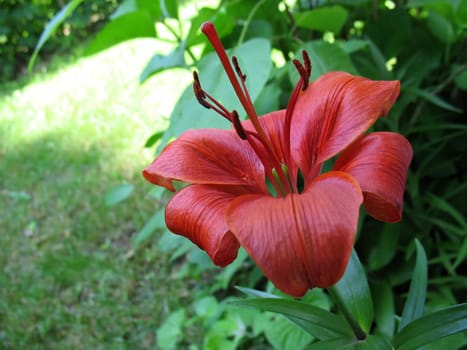 a beautiful, red lily flower