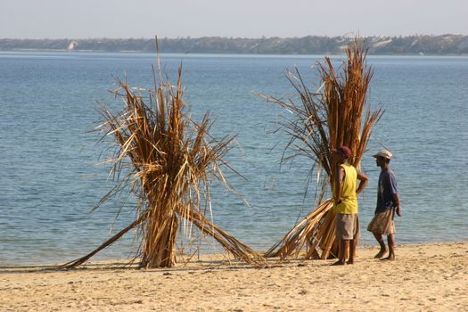 Drying the straw which is used to add roofs to the houses in Madagascar