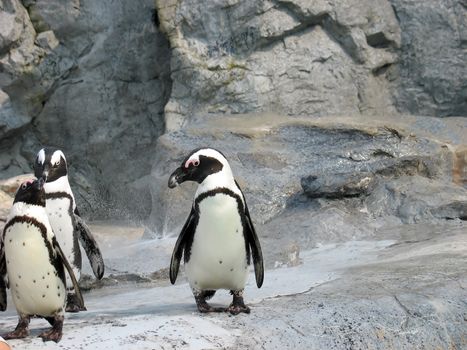 a trio of cute south african penguins