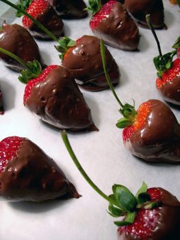 A fresh tray of chocolate covered strawberries.