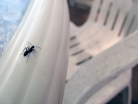 A unique perspective of a common carpenter ant.  This little guy looks lost - a closeup over a white surface.