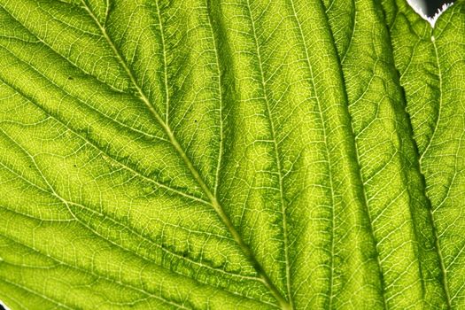 green leaf vein macro close up