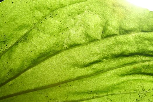 green leaf vein macro close up