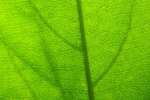 green leaf vein macro close up