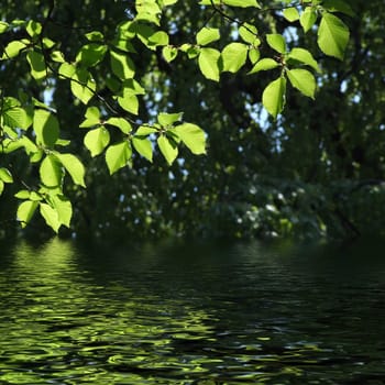 green leaves reflecting in the water, shallow focus