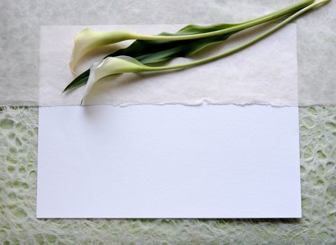 two calla lilies on textured papers

