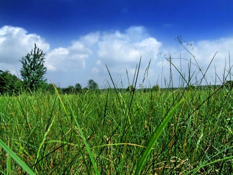 spring field covered by a grass